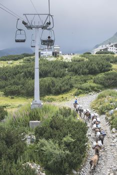 Horses laden with baggage climb the mountain trail. Mountain lift. Summer time.