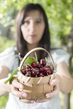 Woman picking cherries with basket in the garden.