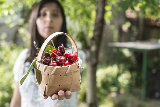 Woman picking cherries with basket in the garden.