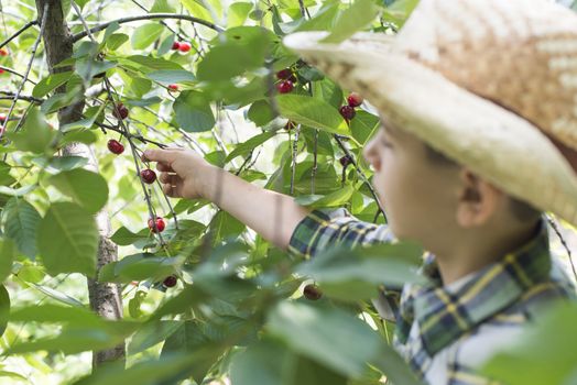 Child harvesting Morello Cherries on a tree.