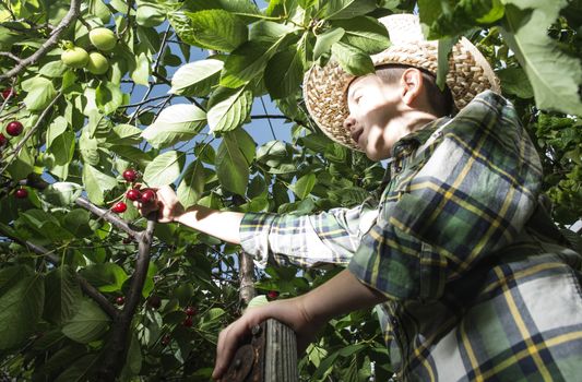 Child harvesting Morello Cherries on a tree.