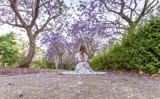 Woman sitting under a canopy of purple flowers of the Jacaranda tree  in spring time.