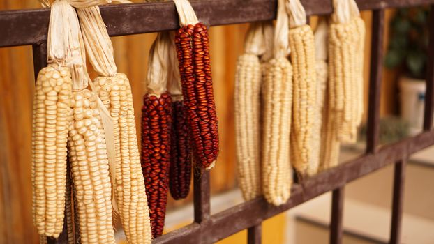 Ripe dried corn cobs hanging on the old wooden wagon - agriculture concept