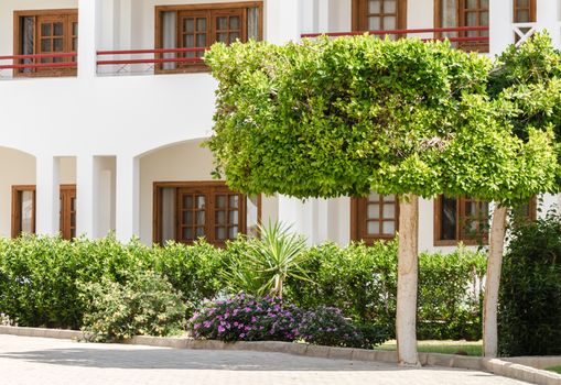 green shorn trees and bushes against the backdrop of a hotel house in Egypt