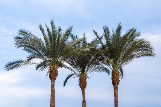 three green palm trees against a blue sky
