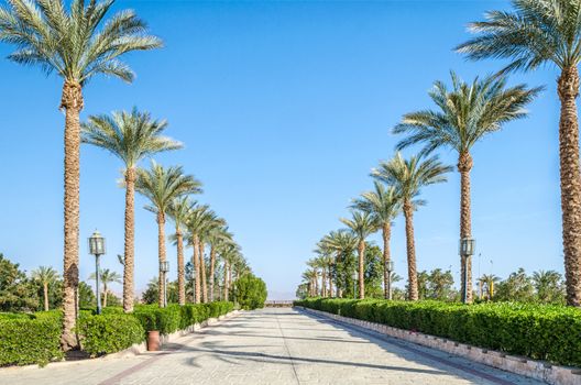 alley of date palms Egypt Sharm El Sheikh South Shinai against the blue sky