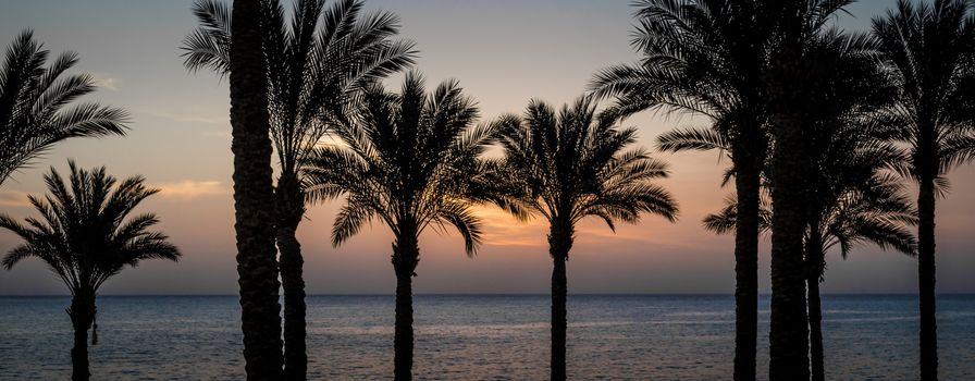 evening landscape silhouette of palm trees on a background of sunset sky and sea in Egypt