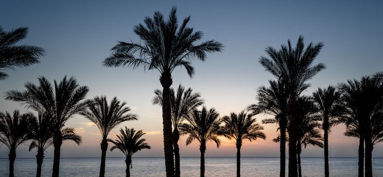sunset landscape on the background silhouette of palm trees and the sea with the sky and clouds in Egypt
