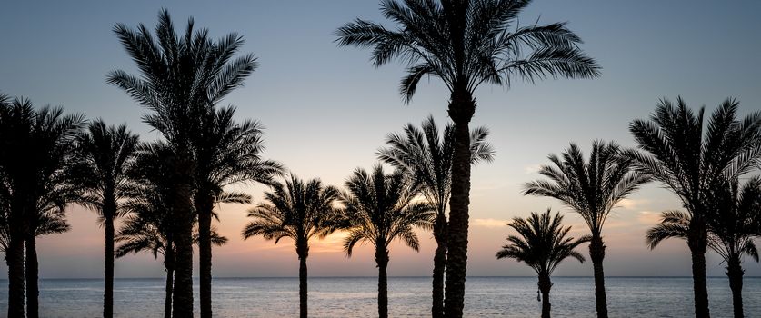 sunset landscape on the background silhouette of palm trees and the sea with the sky and clouds in Egypt