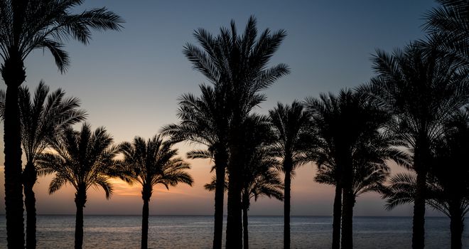 sunset landscape on the background silhouette of palm trees and the sea with the sky and clouds in Egypt