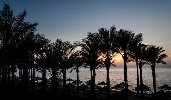 sunset landscape on the background silhouette of palm trees and the sea with the sky and clouds in Egypt