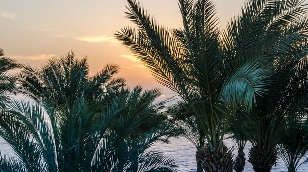 palm branches against the dawn sky