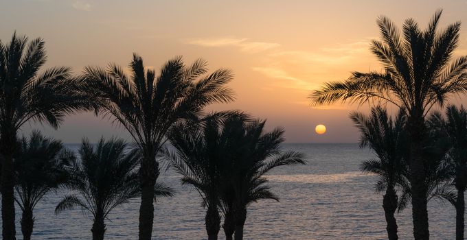 sunset landscape on the background silhouette of palm trees and the sea with the sky and clouds in Egypt