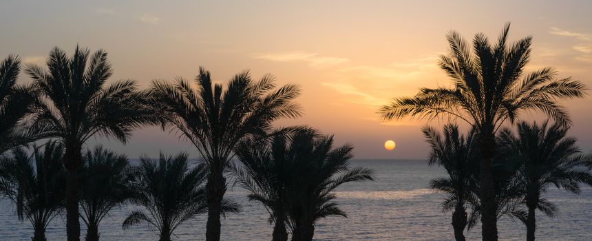 sunset landscape on the background silhouette of palm trees and the sea with the sky and clouds in Egypt