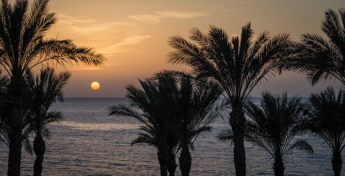 evening landscape sunset sun over the sea among the palm trees in Egypt
