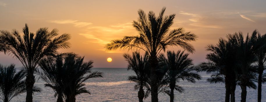 sunset landscape on the background silhouette of palm trees and the sea with the sky and clouds in Egypt