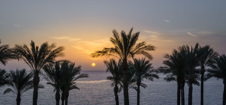 silhouette of palm trees against the dawn sky and blue sea