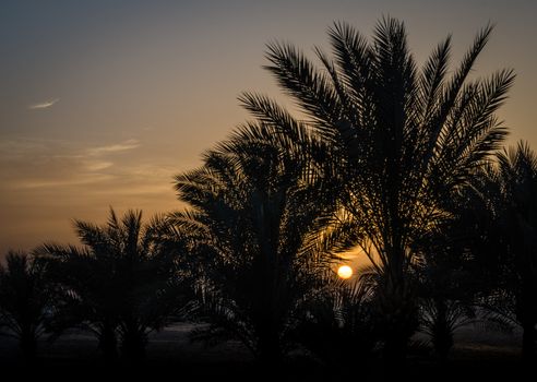 evening landscape sunset sun over the sea among palm trees in Egypt