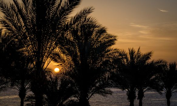 evening landscape sunset sun over the sea among palm trees in Egypt