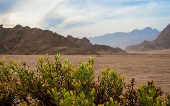 green plant with small flowers on the background of mountains in the desert Sharm El Sheikh Egypt