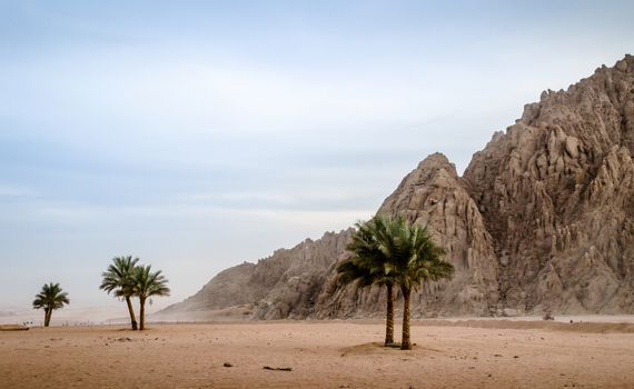 green palm trees on the background of the desert of Egypt and the mountains