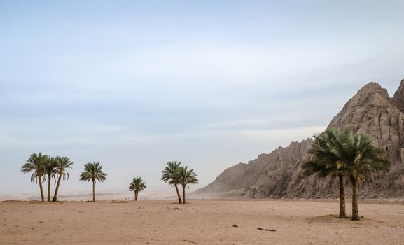 green palm trees on the background of the desert of Egypt and the mountains