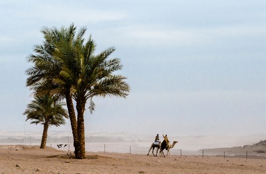 people ride camels in the desert Sharm El Sheikh Egypt