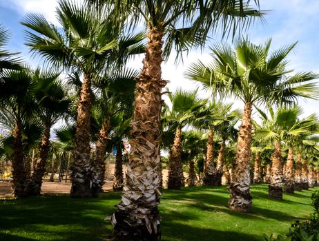 palm alley and green trimmed lawn Egypt Sharm El Sheikh South Sinai on a clear day against the blue sky