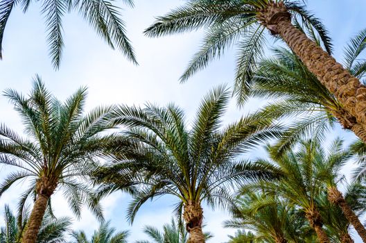 several date palm trees are shot from below against a blue sky with clouds in the afternoon