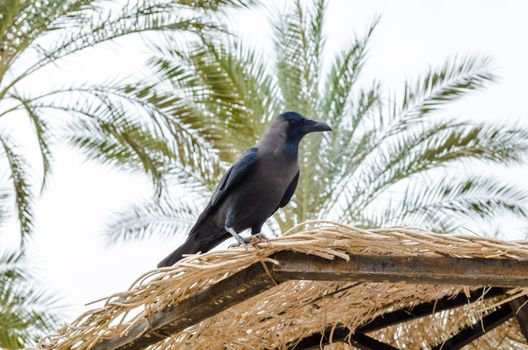 jackdaw sits on the edge of a beach wicker umbrella against the sky and date palms