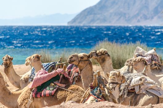 caravan lying camels in Egypt Dahab South Sinai