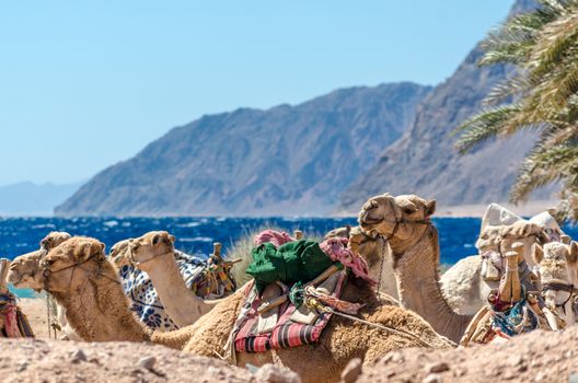 seascape with a caravan lying camels in Egypt Dahab South Sinai