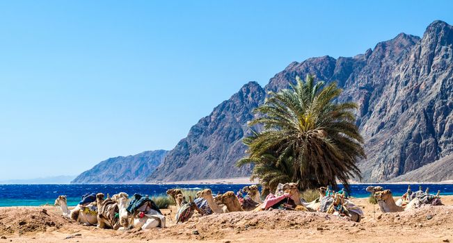 seascape with a caravan lying camels in Egypt Dahab South Sinai