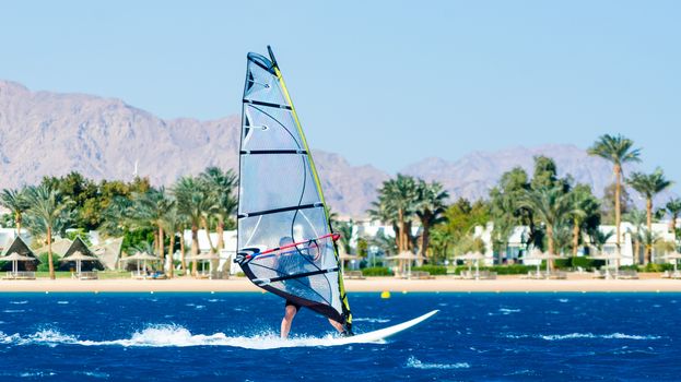 windsurfer rides on the waves of the Red Sea on the background of the beach with palm trees and high mountains in Egypt Dahab