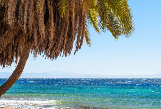 palm trees on the Red Sea on the background of mountains