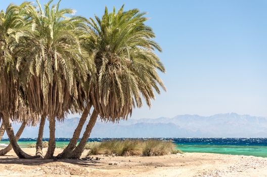 palm trees on the Red Sea on the background of mountains