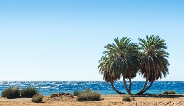 palm trees on the Red Sea in Egypt