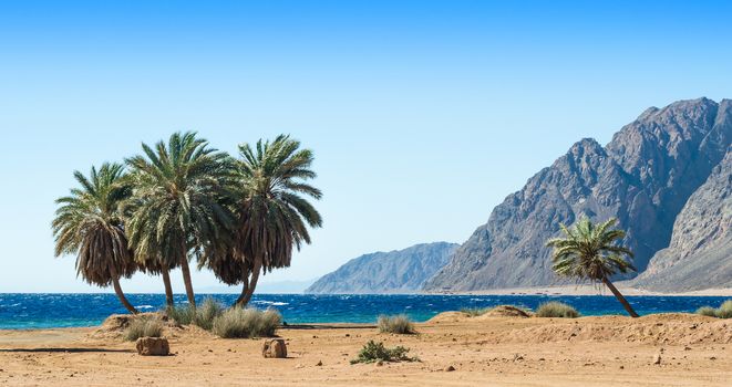palm trees on the shore of the Red Sea against the backdrop of the high rocky mountains in Egypt