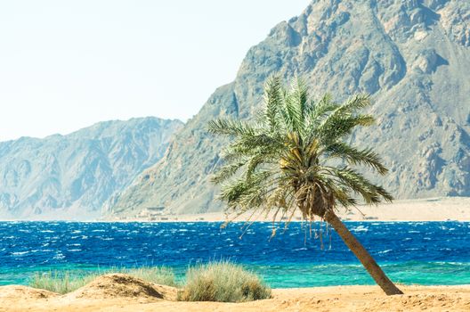 green palm tree on the Red Sea on the background of high rocky cliffs in Egypt