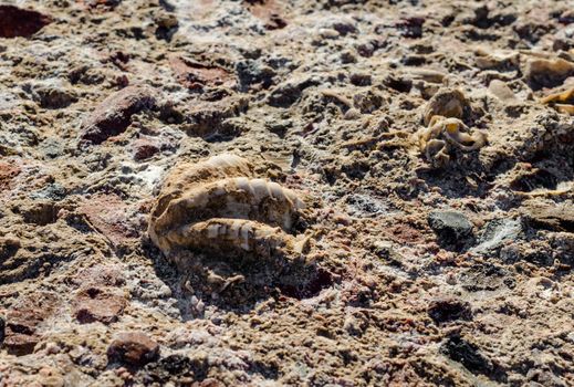 excavated shell grew into stone close up