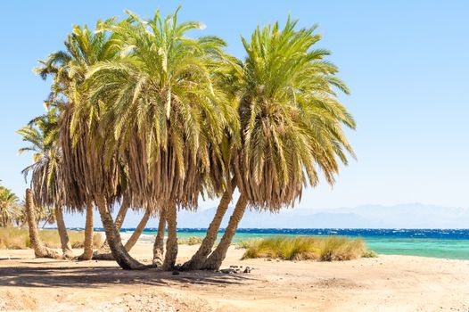 palm trees on the Red Sea on the background of mountains