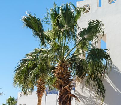 green branches of palm trees against the white wall of a house in Egypt