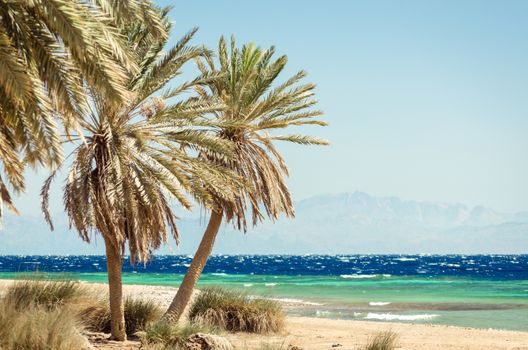 green palm trees on the Red Sea on the background of high rocky cliffs in Egypt