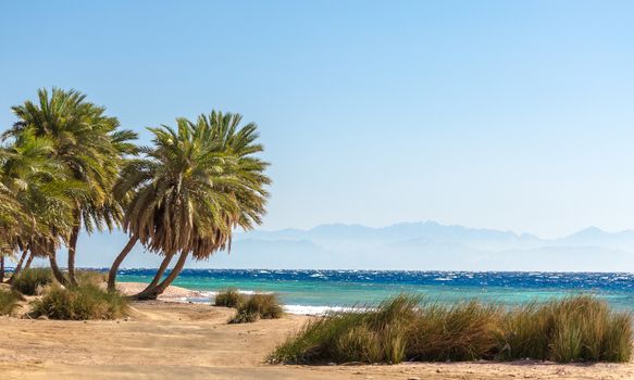 palm trees on the Red Sea on the background of mountains