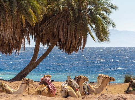 seascape with a caravan lying camels in Egypt Dahab South Sinai