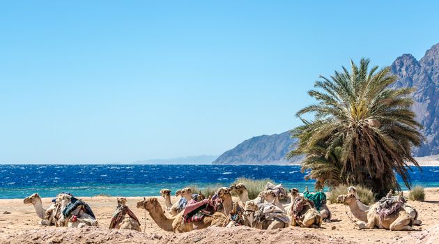 seascape with a caravan lying camels in Egypt Dahab South Sinai