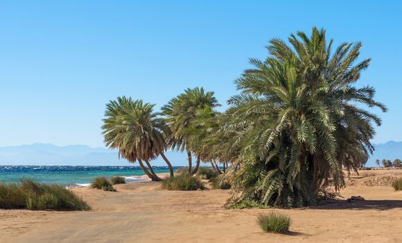 green palm trees against the Red Sea and the high rocky mountains in Egypt
