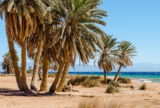 palm trees on the Red Sea in Egypt Dahab