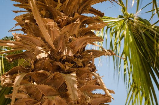 palm trunk with green twig close up