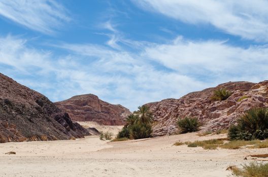 green palm trees in the desert among the mountains against the blue sky and clouds in Egypt Dahab